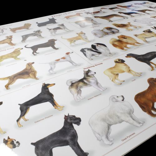 Poster - \'Dogs of the World\' 54 Breeds, 24\"x36\"